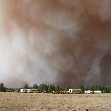 Arizona Wallow Fire Pet Help